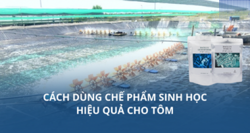 Cách dùng chế phẩm sinh học hiệu quả cho tôm